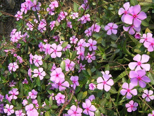 長春花